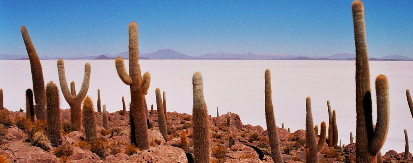 インカワシ島のサボテンです。砂漠に突如として生命があることに感動できます。